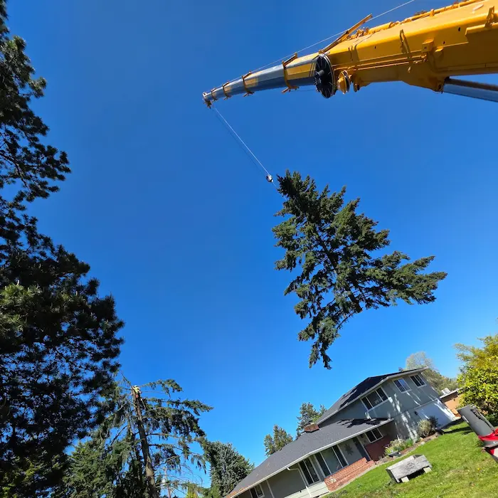 A crane lifts a cut section of trunk clear of a house roof.